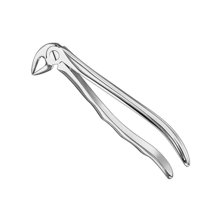 Extracting forceps, anat.
